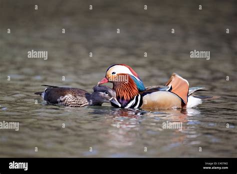 Mandarin duck, Aix galericulata, male and female mating on water ...