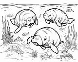 Manatee Coloring Pages sketch template