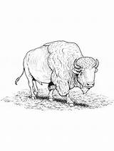 Buffalo Wild Wings Coloring Sheet Coloring Pages sketch template