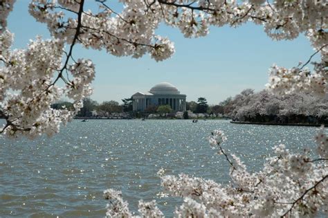 Snowstorm Punishes Cherry Blossoms, Which Are Wilting Early At Tidal Basin In DC | Washington DC ...