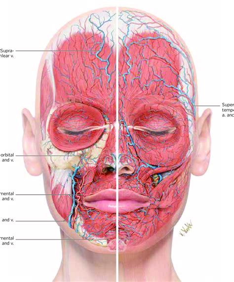 Weston Beauty Clinic Anatomy Showing The Vessels In The, 54% OFF