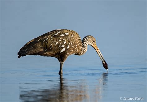 Limpkin