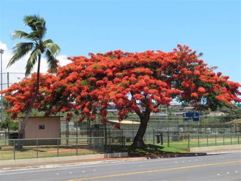 90 Best Flowering Trees for Florida (by Color & w/ Photos)- ProGardenTips