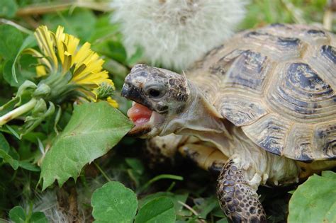 What Tortoises, Aquatic and Box Turtles Eat : Feeding & How Often