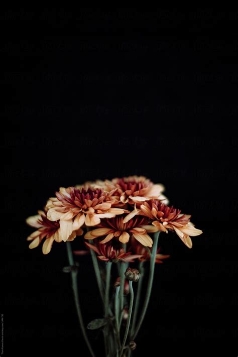 «Orange Daisy On Black Background» del colaborador de Stocksy «THAIS ...