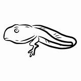 Tadpole Coloring Pages Printable For Free Download sketch template