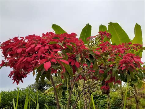 Poinsettias, the amazing Holiday Flower that's not a flower!