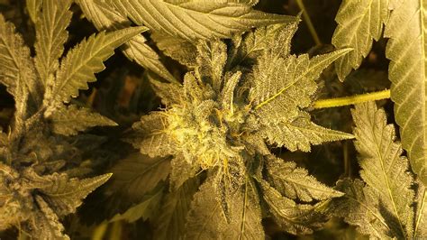 OG Critical (by Emerald Triangle) :: SeedFinder :: Strain Info