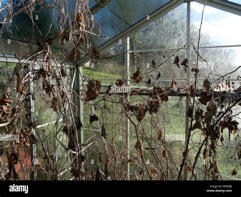 Greenhouse with dead plants in winter garden Carmarthenshire Wales UK ...