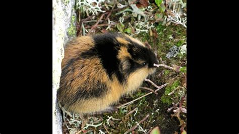 [WILDLIFE FACTS] Cute lemmings have a population boom-and-bust cycle - YouTube