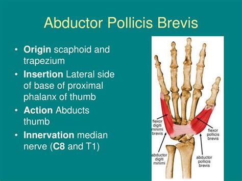 PPT - Anatomy of the Hand and Wrist PowerPoint Presentation - ID:1170323