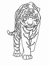 Realistic Tiger coloring Page sketch template