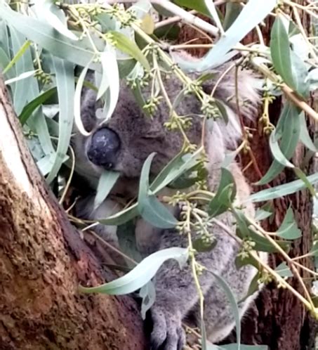 Teaching Evolution? Koala Genome Reveals Unique Adaptations • MiniOne Systems