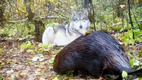 Patience is a virtue: How northern Minnesota wolves ambush their prey ...