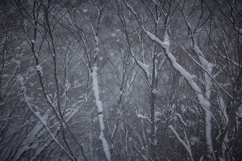 Snowy forest :: Behance