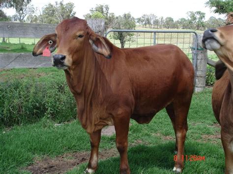 Male Red Sindhi Breed Bull at Rs 65000/number in Karnal | ID: 18175279648