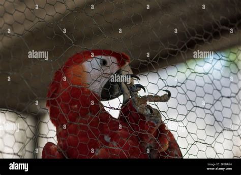 Captive Scarlet Macaw (Ara macao). Part of a breeding program at ...