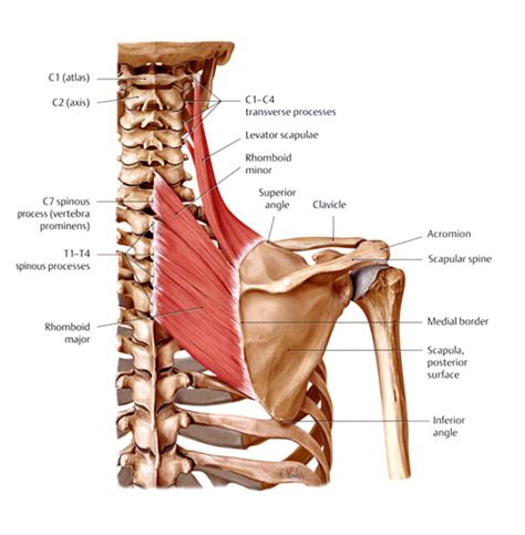 Medial Border Of Scapula