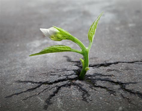 Sprout Survival Free Stock Photo - Public Domain Pictures