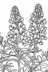 16 Texas Bluebonnet Coloring Pages Downloadable PDF sketch template