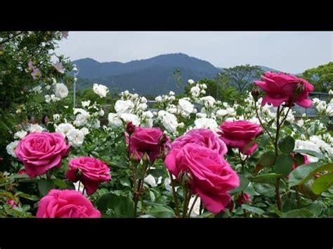 This Japanese Rose Garden Will Fill You With Happiness | Videsta.com