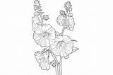 Hollyhock Adults Coloring Page Graphic By Forhadx5 · Creative Fabrica sketch template