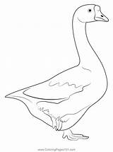 White Fronted Goose Coloring Page For Kids  Free Swans And Geese sketch template