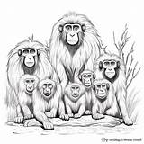 Baboon Coloring Pages  Free & Printable sketch template