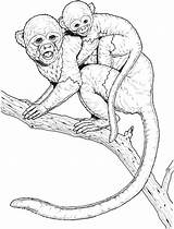 Printable Picture Of Monkey sketch template