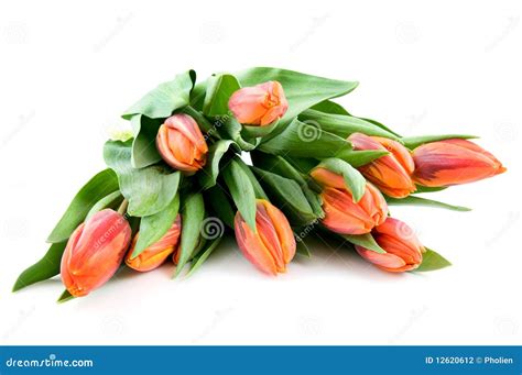 Bouquet orange tulips stock photo. Image of bloom, easter - 12620612