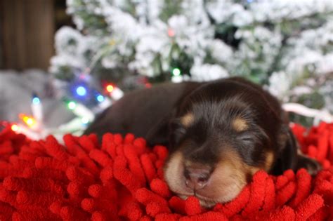 Chocolate and Tan miniature dachshund puppy for sale Longhair Muddyriverdoxies@gmail.com ...