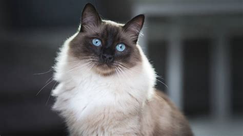 Why Does My Ragdoll Cat Bite? The Truth About Ragdoll Cats - Mi Cat Guide