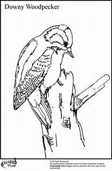 Woodpecker Pileated Downy Sketch Coloring Page sketch template