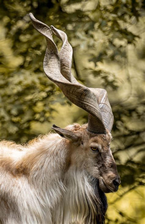 A7iii 70-300 Portrait of a Markhor Goat : SonyAlpha