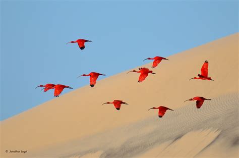 Flight of the scarlet ibis | Jonathan Jagot | 15–17 Years Old | Wildlife Photographer of the Year