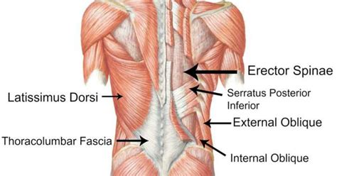 This Secret Body Part May Be Causing Your Chronic Pain