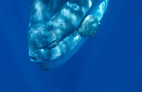 Ocean Sunfish Facts