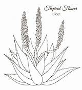 Vector illustration Of Tropical Flower Isolated On White Background  sketch template