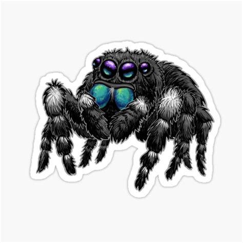 Bold Jumping Spider Pet | ubicaciondepersonas.cdmx.gob.mx