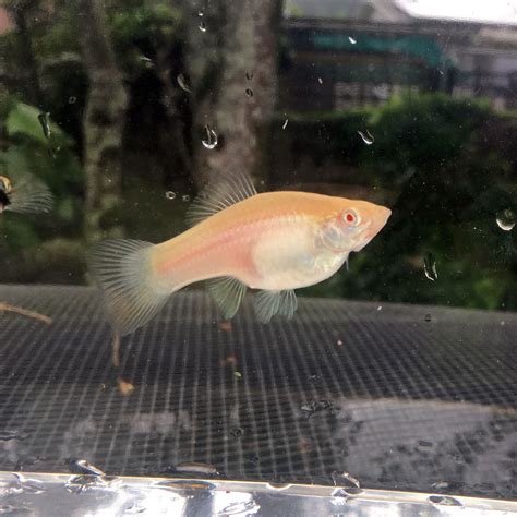 White Albino X. hellerii | Swordtail fish, Platy fish, Fish pet