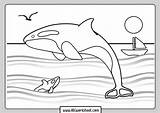 Orca Whale Coloring Sheet Pages sketch template