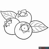 Blueberry Coloring Page  Easy Drawing Guides sketch template