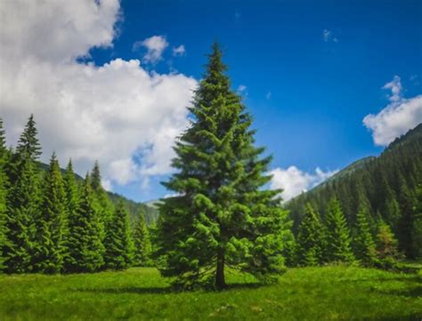 How Fast Do Pine Trees Grow? - Best Advice Zone