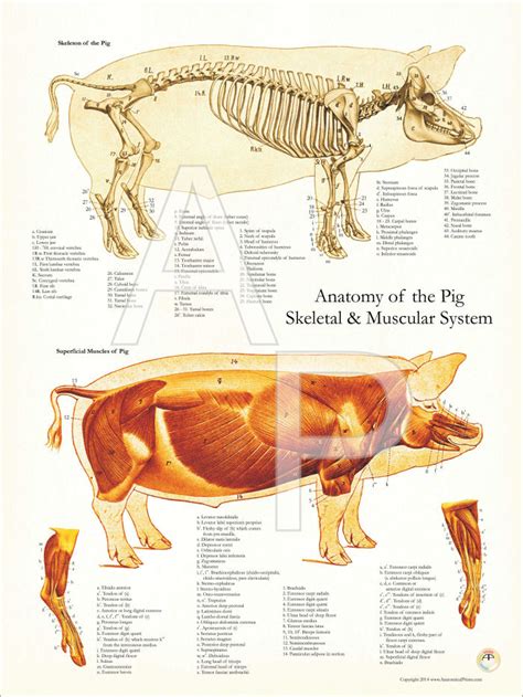 Pig Skeletal and Muscular Anatomy Poster