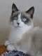Tuxedo Cat Free Stock Photo - Public Domain Pictures