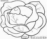 Printable Coloring Pages For Cabbage  Colouring sketch template