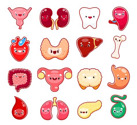 Cartoon human body organ characters, funny faces 13937327 Vector Art at Vecteezy