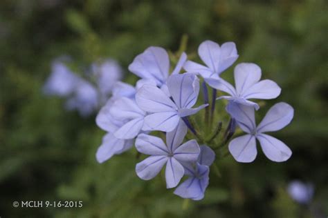 Periwinkle-Colored Flowers~MCLH (c) by M-Starblue on DeviantArt