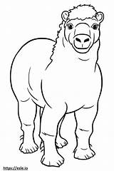 Bactrian Camel Baby coloring Page sketch template