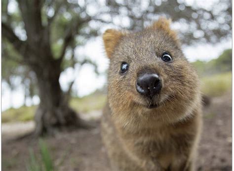 Ukrainian Bear Adopted by Scottish Zoo | RMU Sentry Media